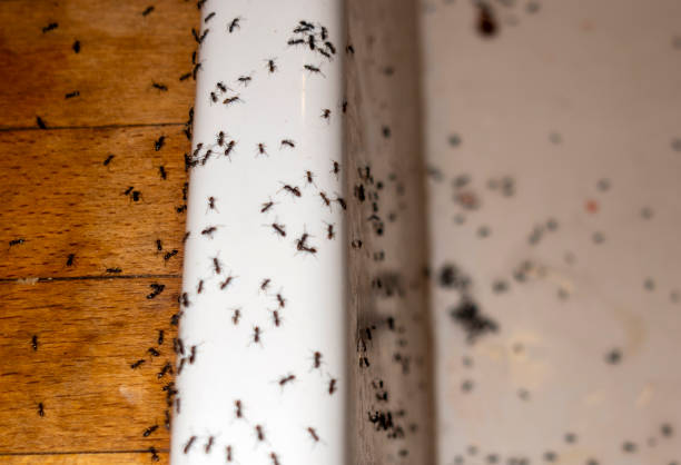 Best Affordable Pest Control Services  in Rangely, CO
