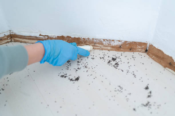 Best Affordable Pest Control Services  in Rangely, CO